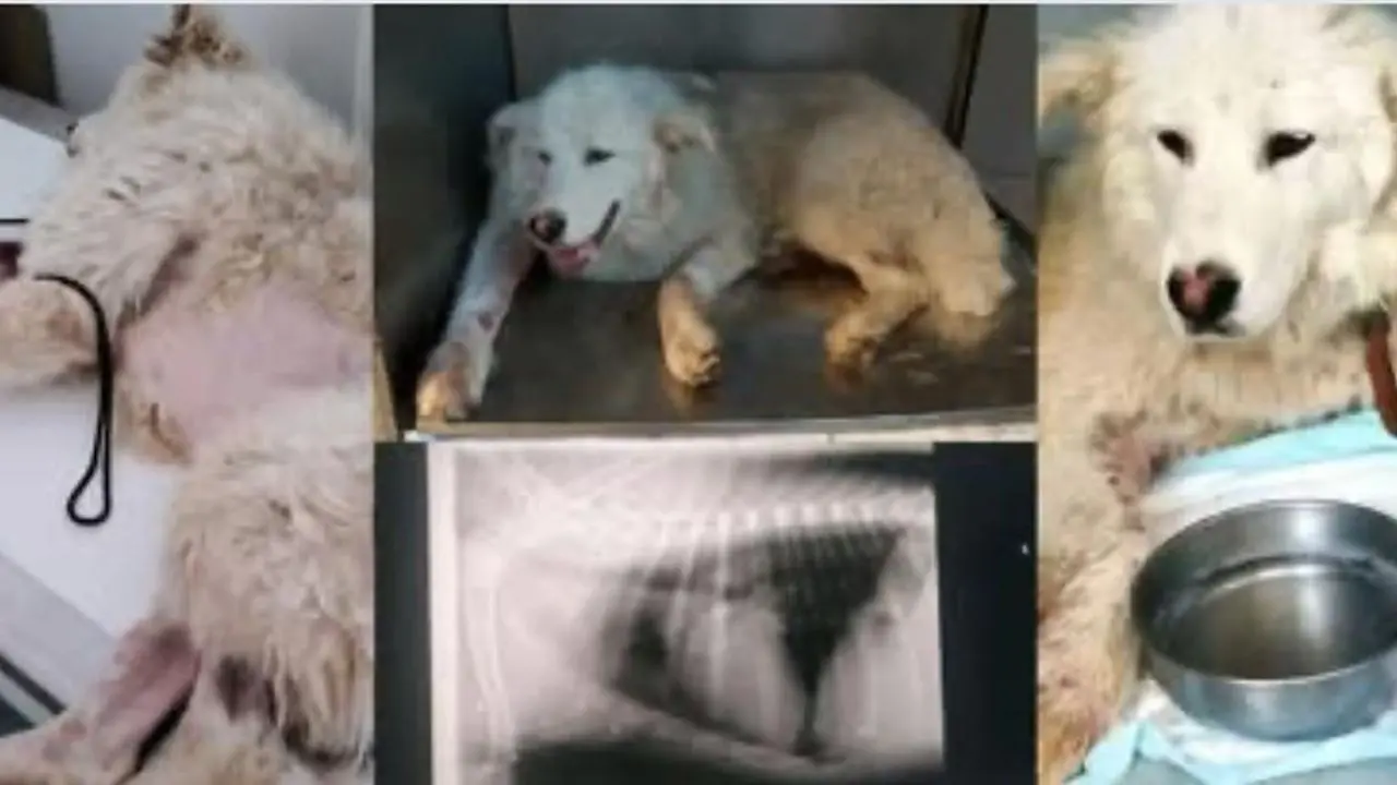 Diamante: cane seviziato e sparato, la denuncia del consigliere Francesco Liserre