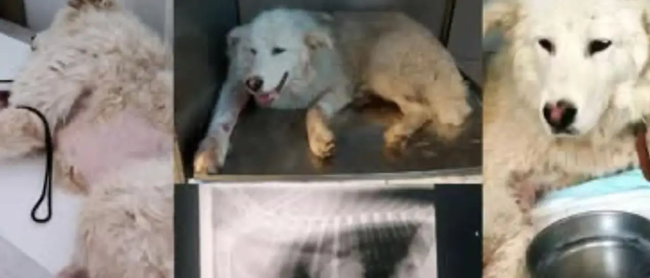 Diamante: cane seviziato e sparato, la denuncia del consigliere Francesco Liserre