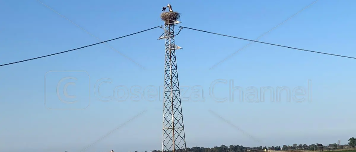 Nido di cicogne in superstrada fra Cassano e Villapiana