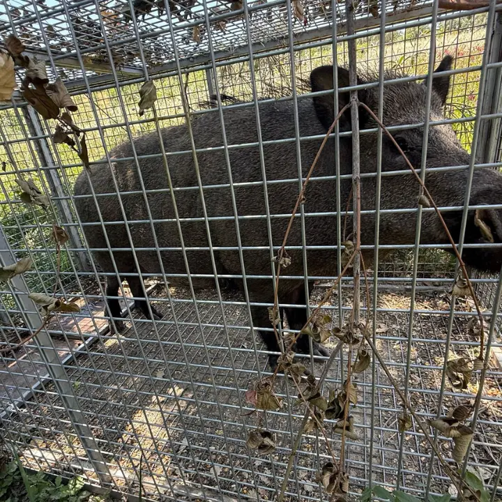 Cosenza, catturato un cinghiale vicino a una scuola su Via De Rada