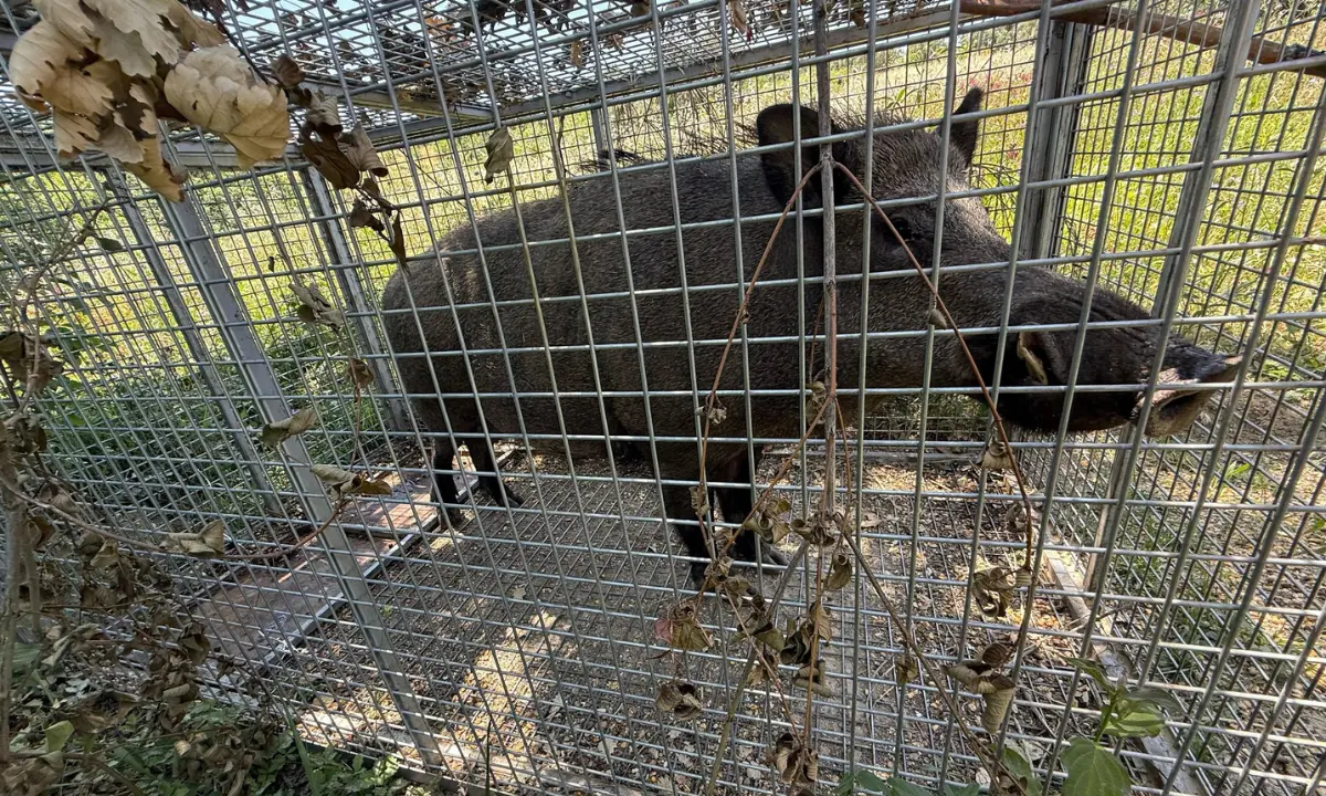 Cosenza, catturato un cinghiale vicino a una scuola su Via De Rada