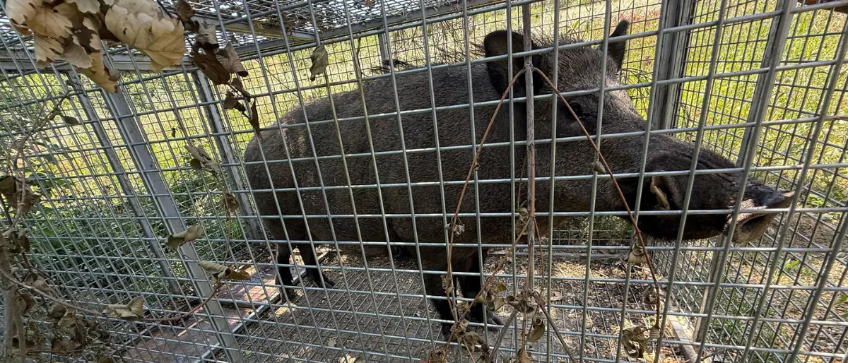 Cosenza, catturato un cinghiale vicino a una scuola su Via De Rada