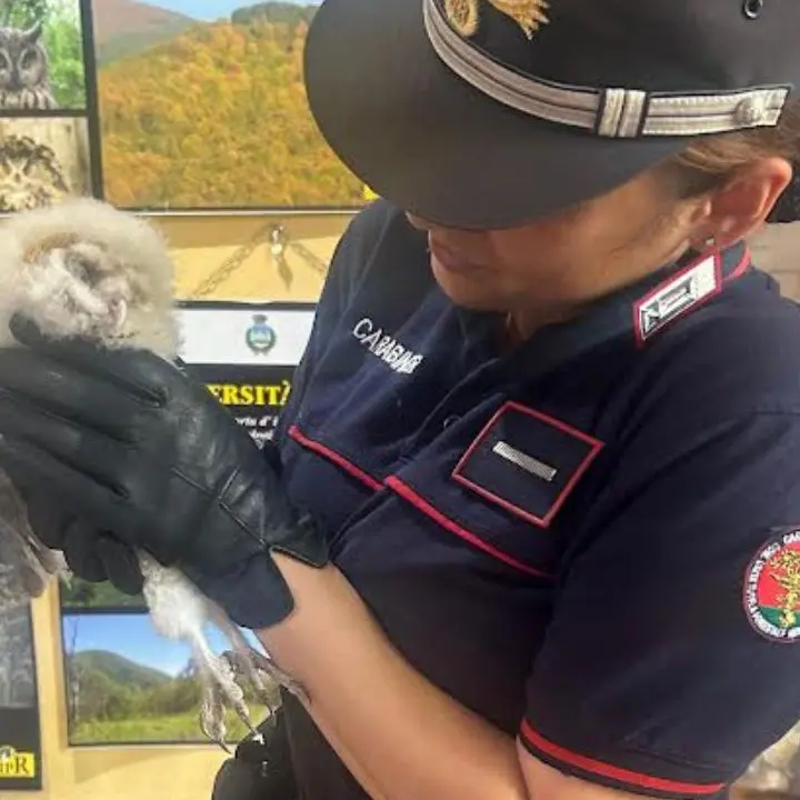 Barbagianni ferito a Tortora, salvato dai carabinieri forestale