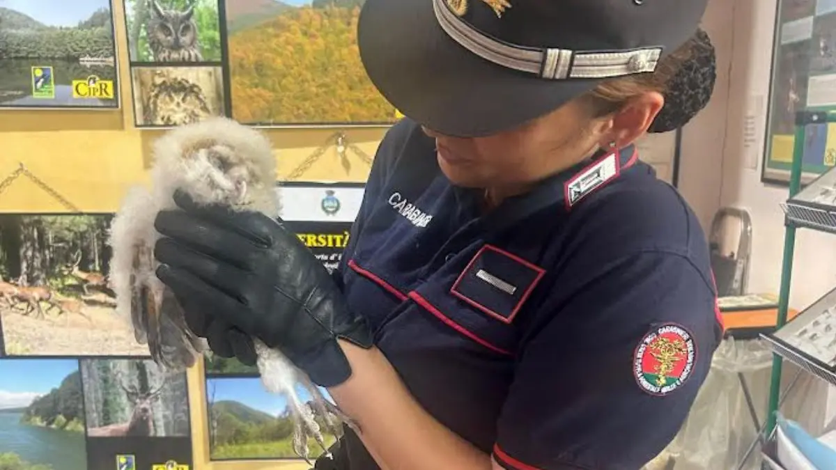 Barbagianni ferito a Tortora, salvato dai carabinieri forestale