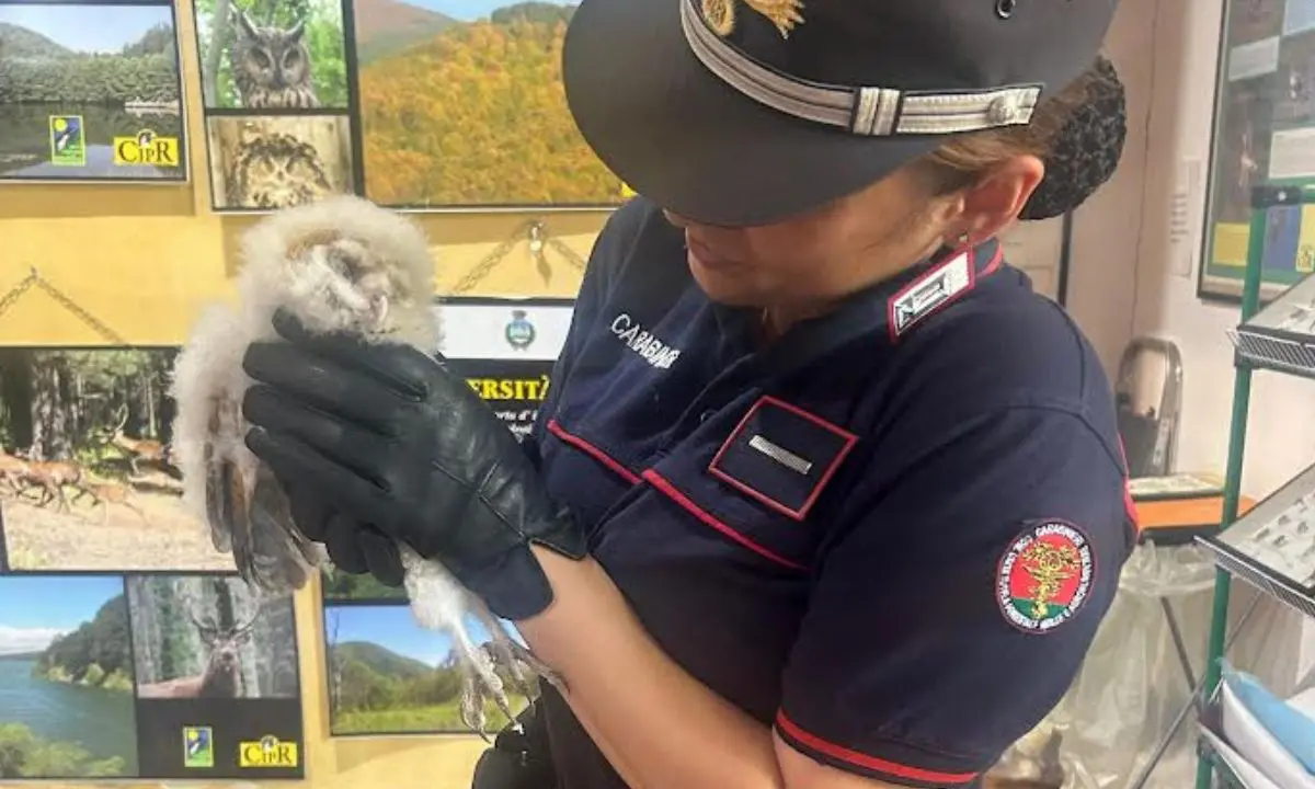 Barbagianni ferito a Tortora, salvato dai carabinieri forestale