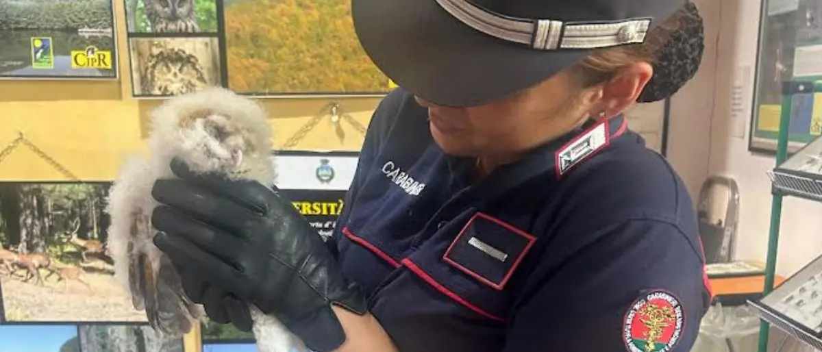 Barbagianni ferito a Tortora, salvato dai carabinieri forestale