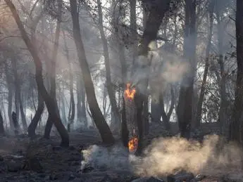 Incendi, Assolegno e Uncem: \"Evitarli si può con gestione sostenibile patrimonio boschivo\"