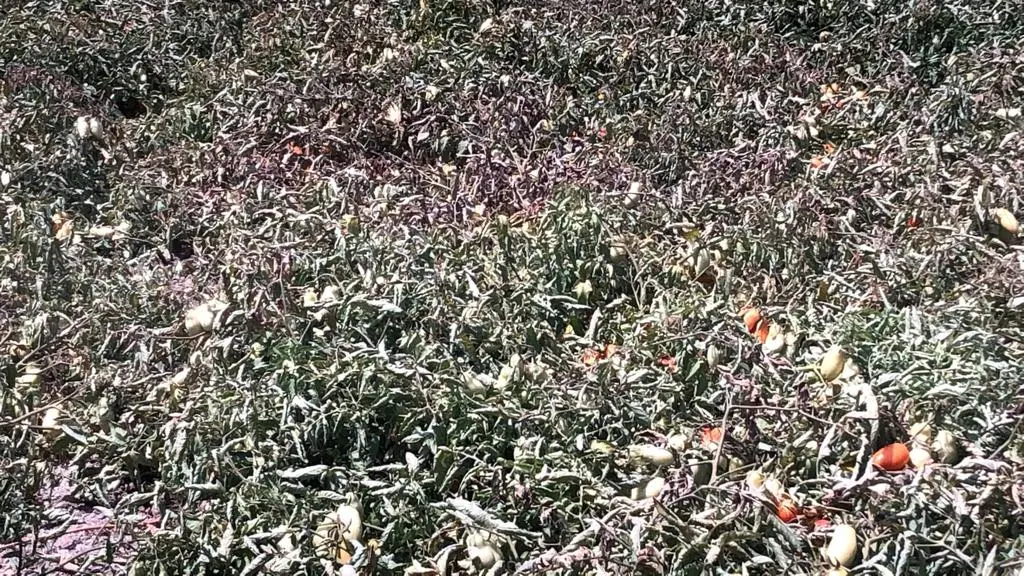 Caldo torrido in Calabria, Coldiretti: «Sta lessando frutta e ortaggi»