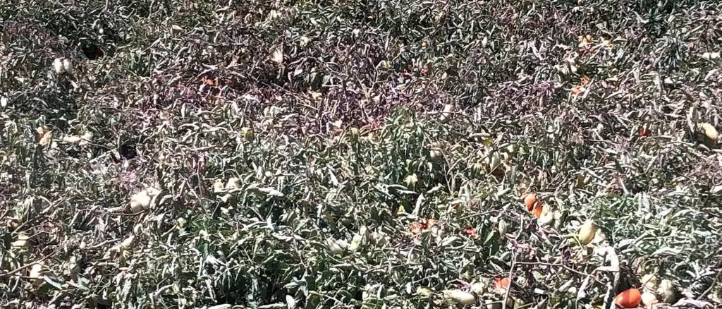 Caldo torrido in Calabria, Coldiretti: «Sta lessando frutta e ortaggi»