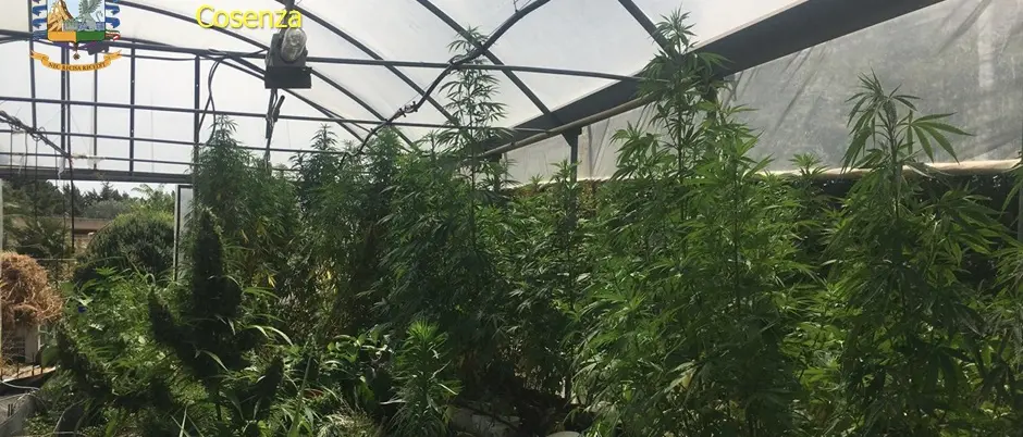 Sequestro record della Finanza di Cosenza: trovati oltre 800 kg di droga