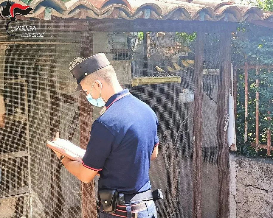 Rende, deteneva avifauna protetta illegalmente: denunciato