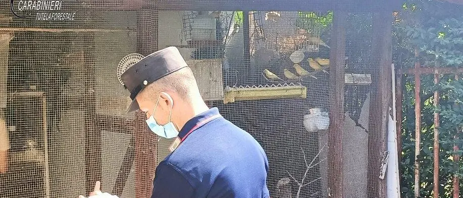 Rende, deteneva avifauna protetta illegalmente: denunciato