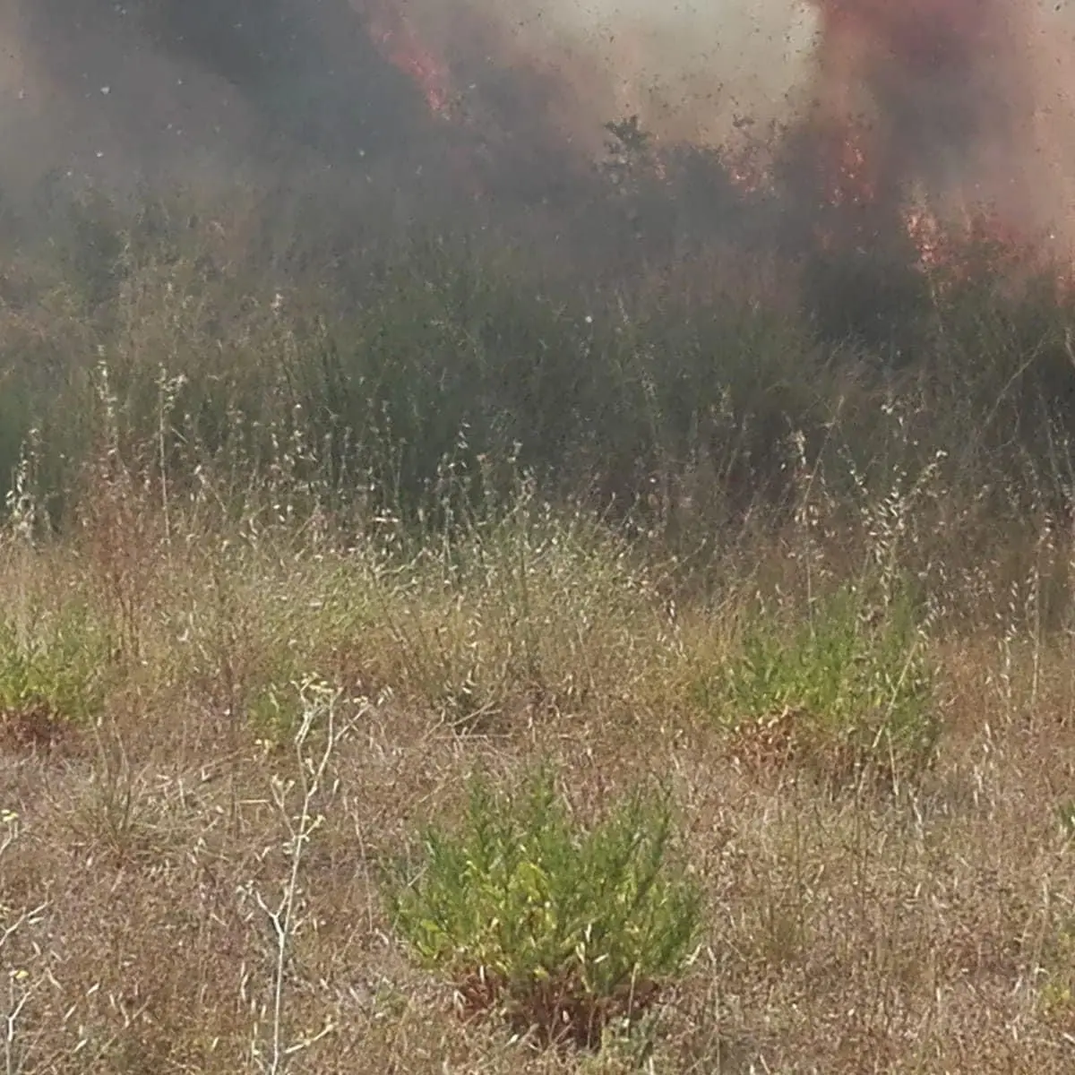 Da Longobucco a Mendicino, gli incendi devastano la provincia di Cosenza