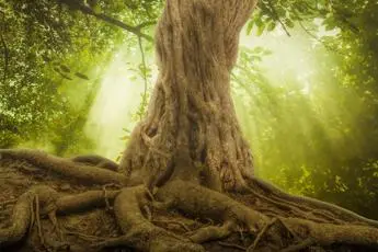 La capacità riproduttiva degli alberi diminuisce con l'età