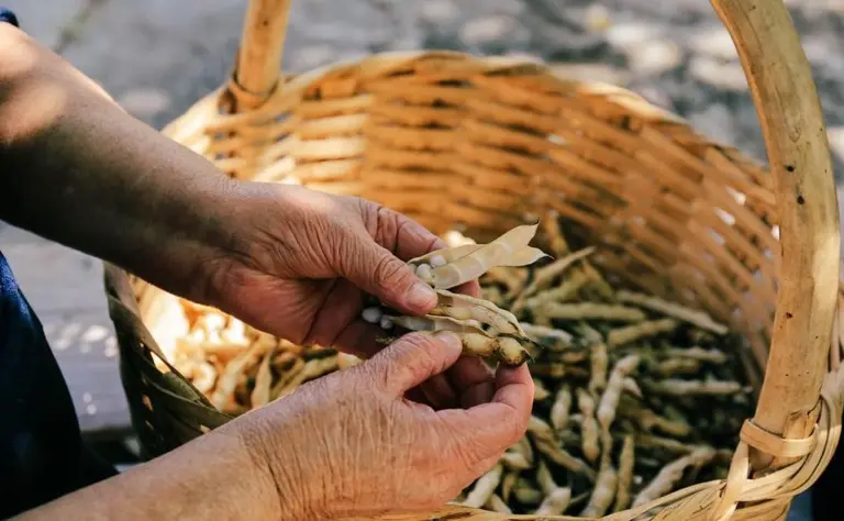 Mormanno, il fagiolo poverello è presidio Slow Food: ha vinto il gioco di squadra per il territorio