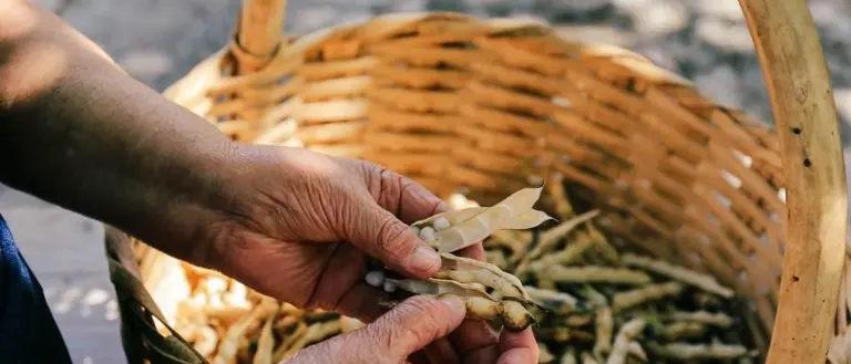 Mormanno, il fagiolo poverello è presidio Slow Food: ha vinto il gioco di squadra per il territorio
