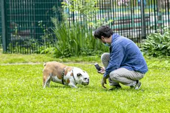 International Dog Day il 26 agosto, sempre più richiesti educatori e dog trainer