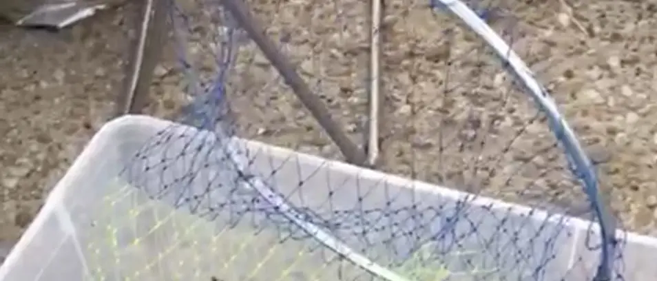 Pesca illegale nel \"Canale degli Stombi: decine di multe a Cassano