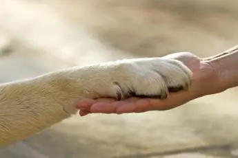 Nel mondo 200 milioni di cani randagi, l'invito ad adottare