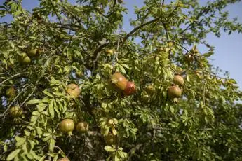In Sicilia nascono due frutteti solidali