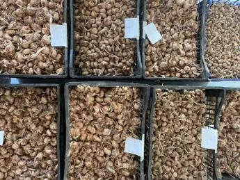 Progetto Gerla 2.0, un km di fiori di zafferano piantati nel milanese