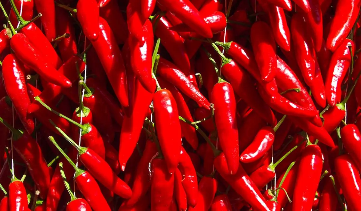 Boom di vendite per il Peperoncino calabrese. «Non è stato toccato dalla crisi economica»