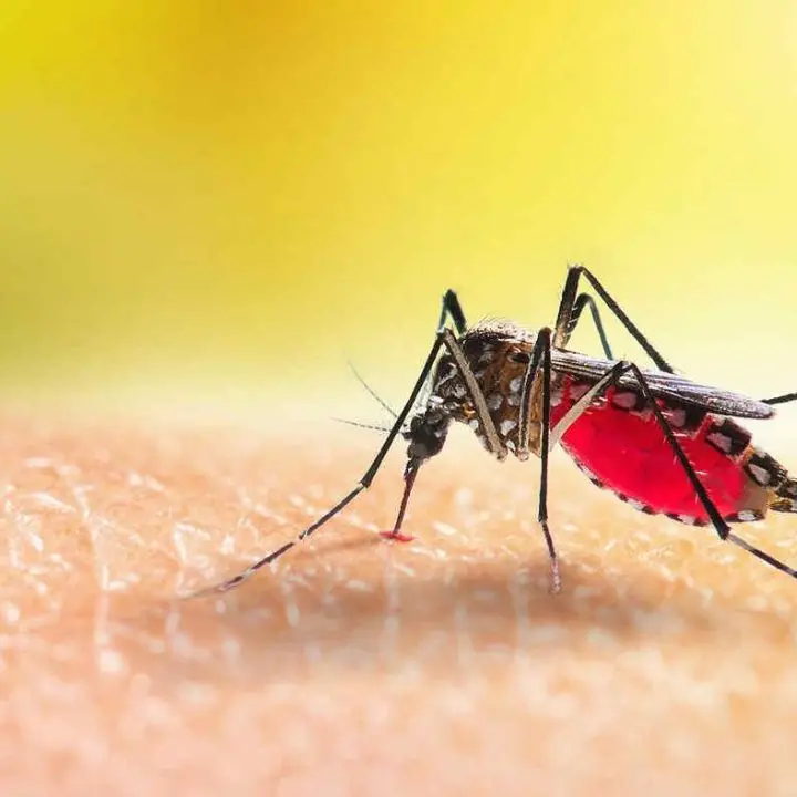 Caldo anomalo in Italia, ricompaiono le zanzare: massime oltre i 20 gradi