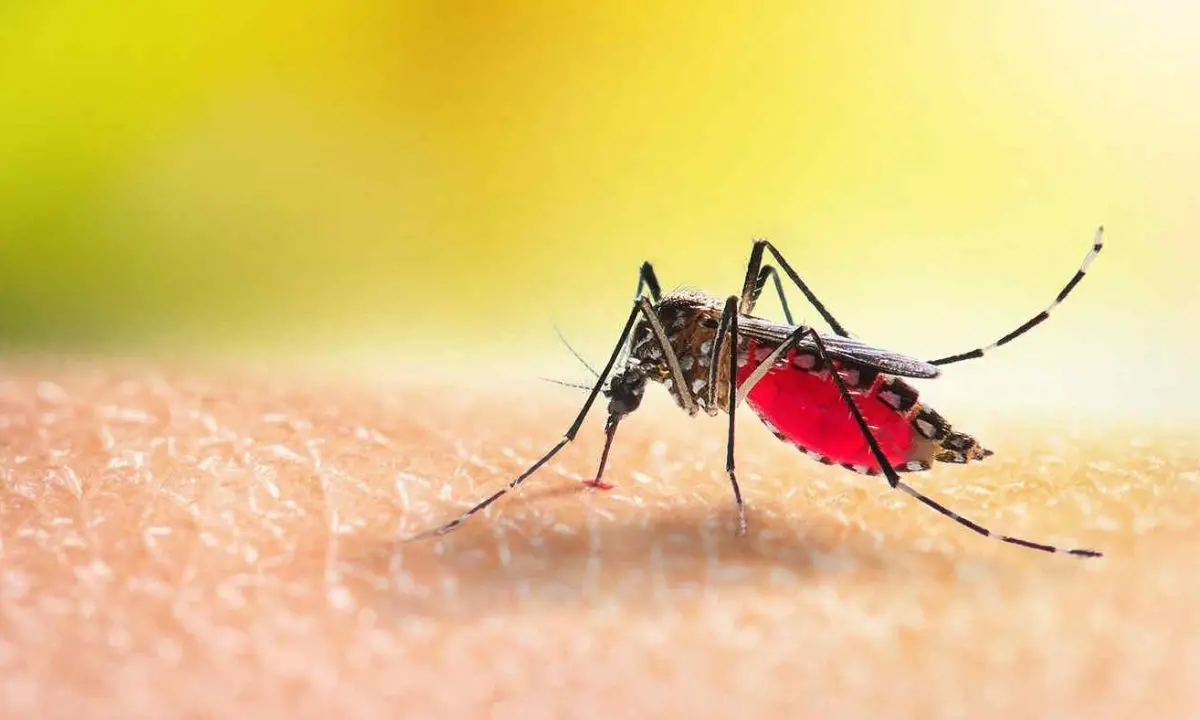 Caldo anomalo in Italia, ricompaiono le zanzare: massime oltre i 20 gradi
