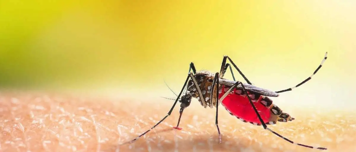 Caldo anomalo in Italia, ricompaiono le zanzare: massime oltre i 20 gradi