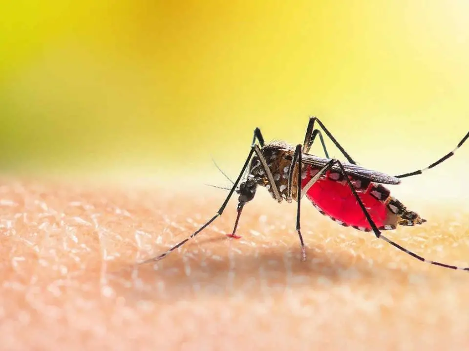 Zanzare, ecco come difendersi: consigli utili per chi è stanco di convivere con il prurito