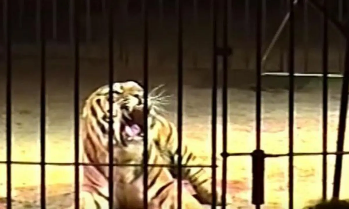 Domatore del circo Orfei aggredito da una tigre, è vivo per miracolo