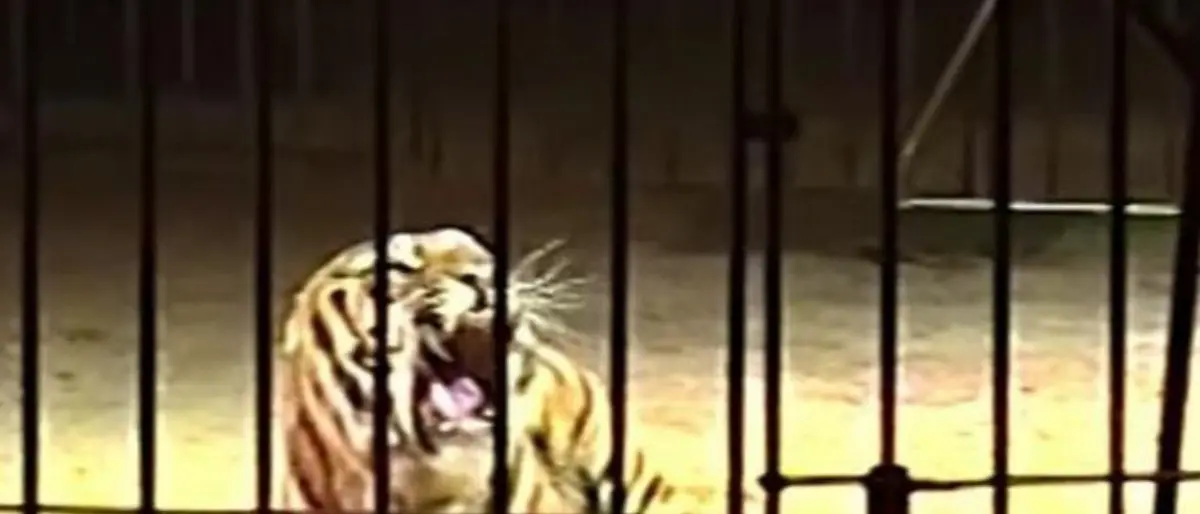Domatore del circo Orfei aggredito da una tigre, è vivo per miracolo