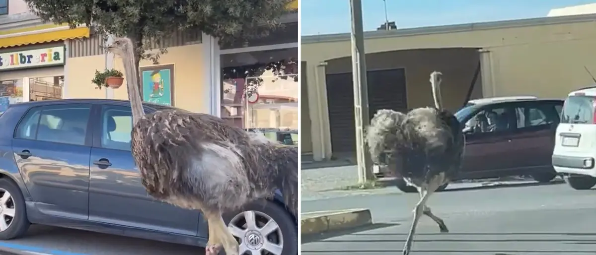 Struzzi a passeggio per Amantea tra i sorrisi degli automobilisti