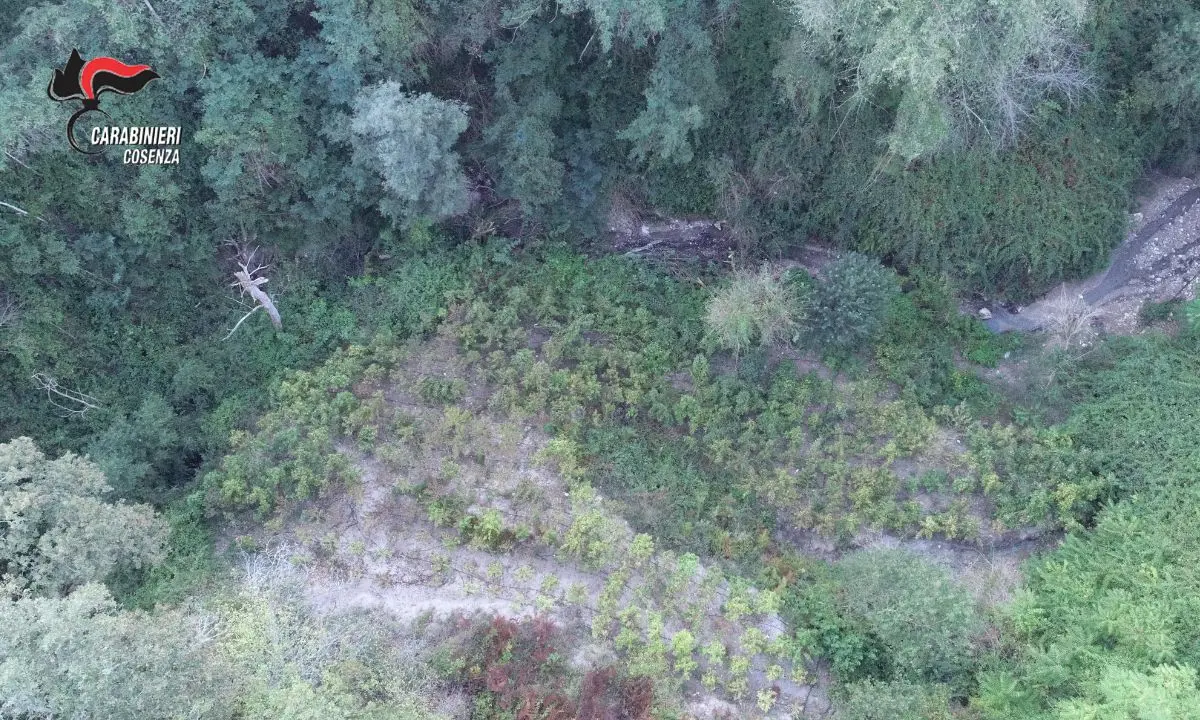 A Casali del Manco piantagione di marijuana di mille metri quadri: due arresti