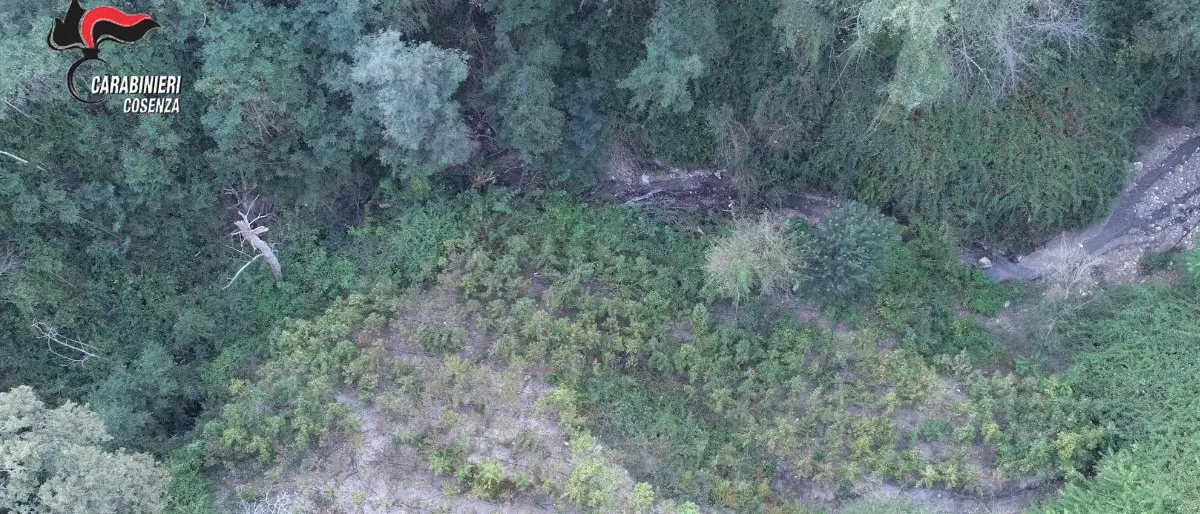 A Casali del Manco piantagione di marijuana di mille metri quadri: due arresti