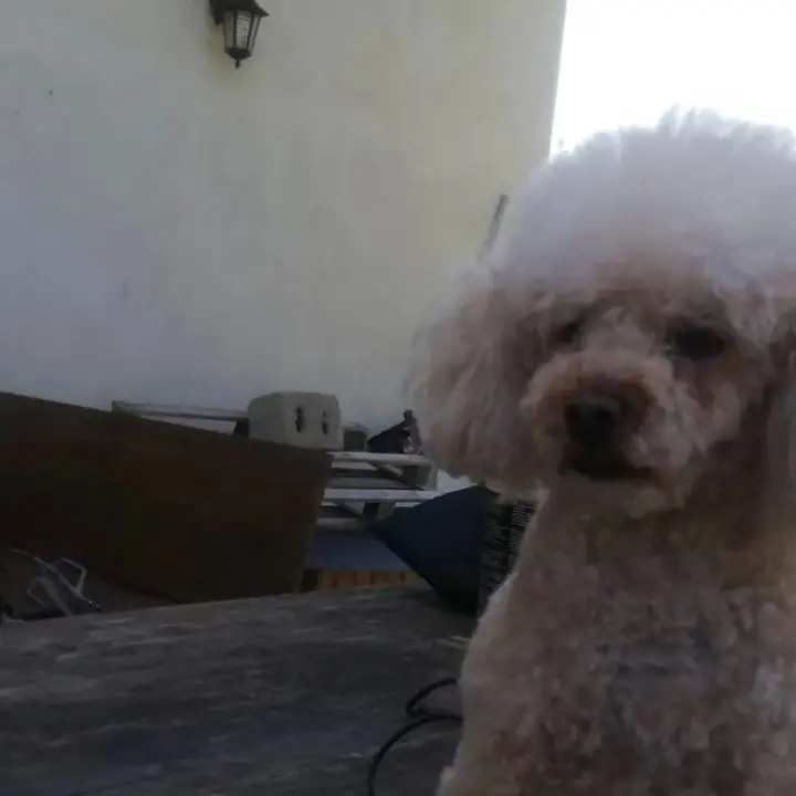 Corigliano Rossano: due cani sbranati sul lungomare da un pitbull | VIDEO