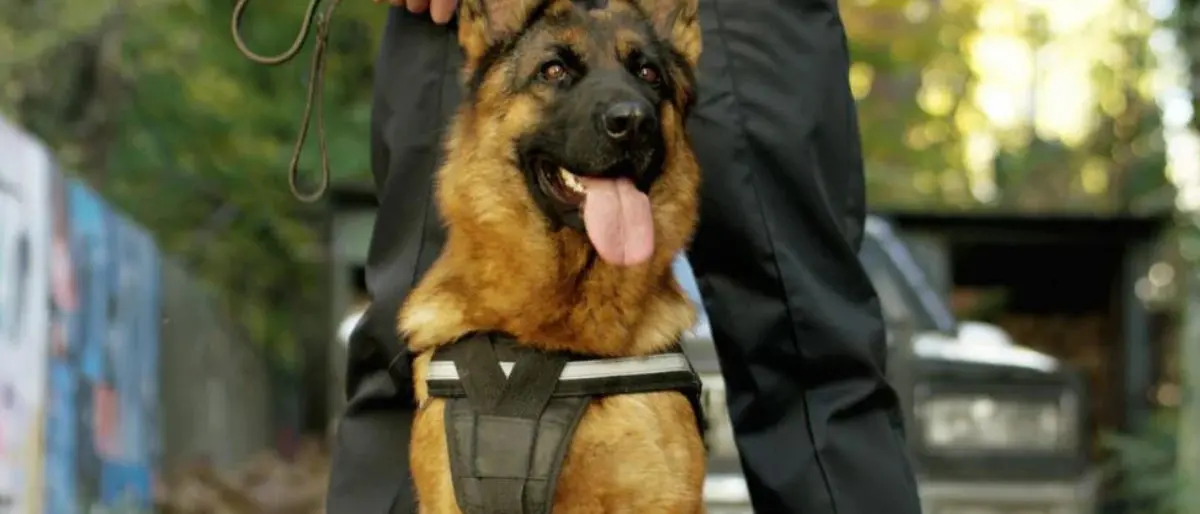 Covid, cani addestrati a individuare i contagiati attraverso il sudore