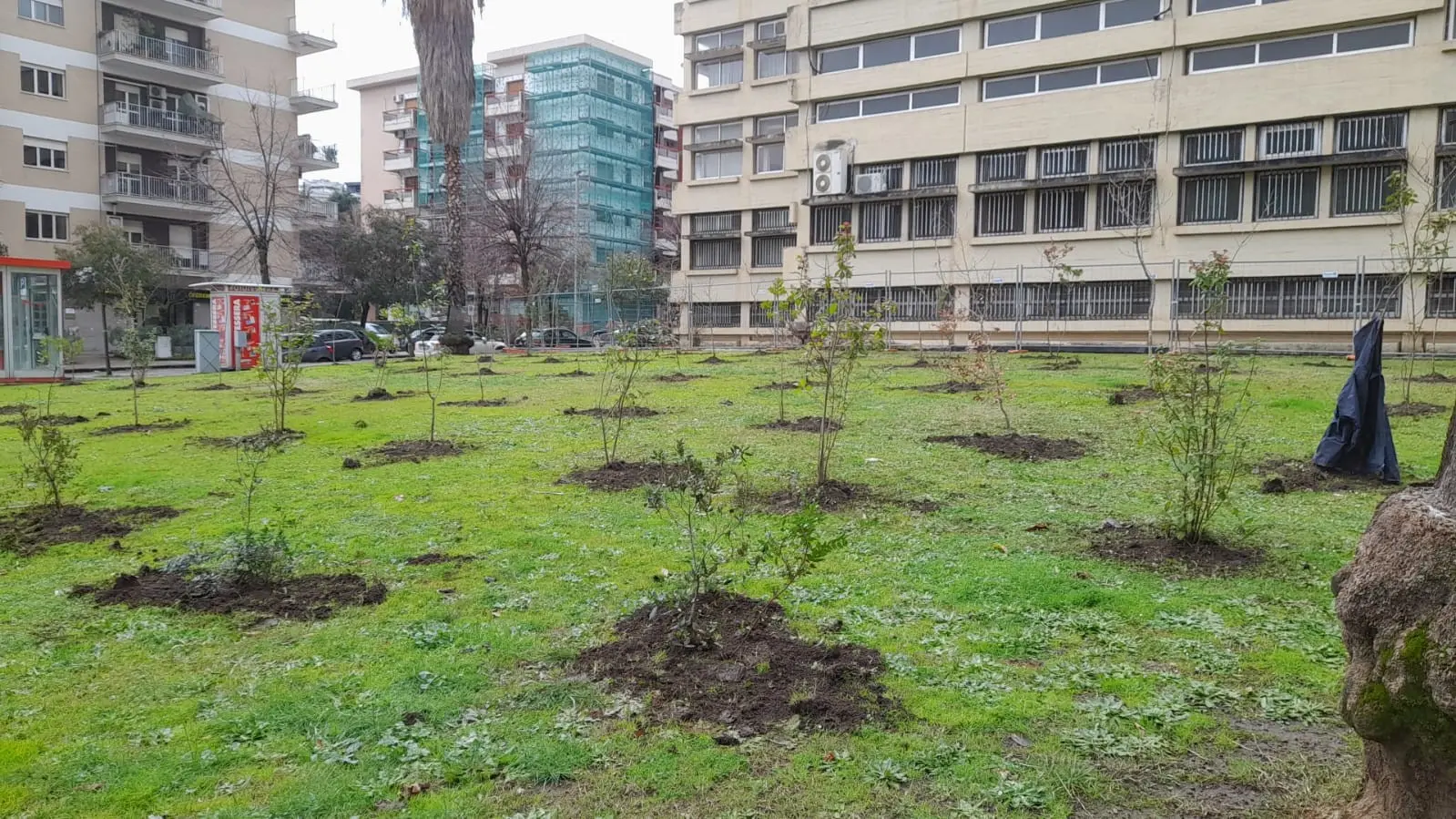 Cosenza, al via i lavori di forestazione urbana. Caruso: «Una boccata d'ossigeno per la città»