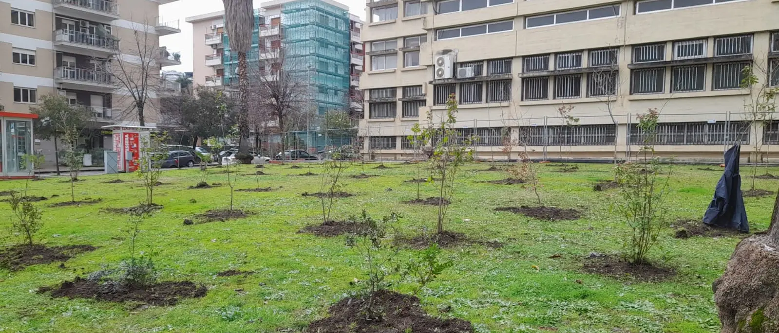 Cosenza, al via i lavori di forestazione urbana. Caruso: «Una boccata d'ossigeno per la città»