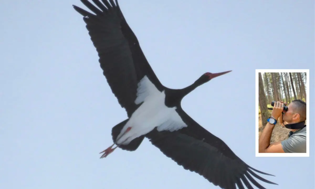 Fotografata in Sila la Cicogna nera: uno degli uccelli più rari dell'avifauna europea