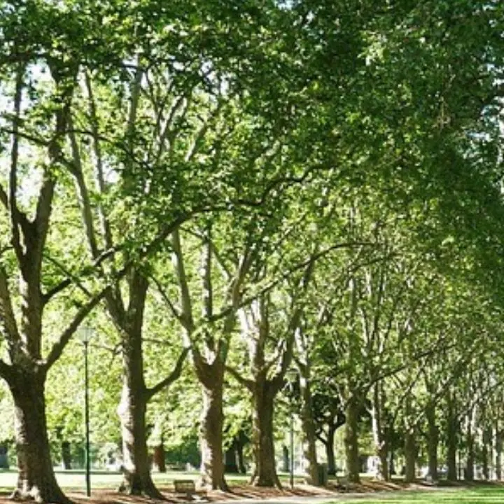 Cosenza, il Comune istituisce il Garante del verde