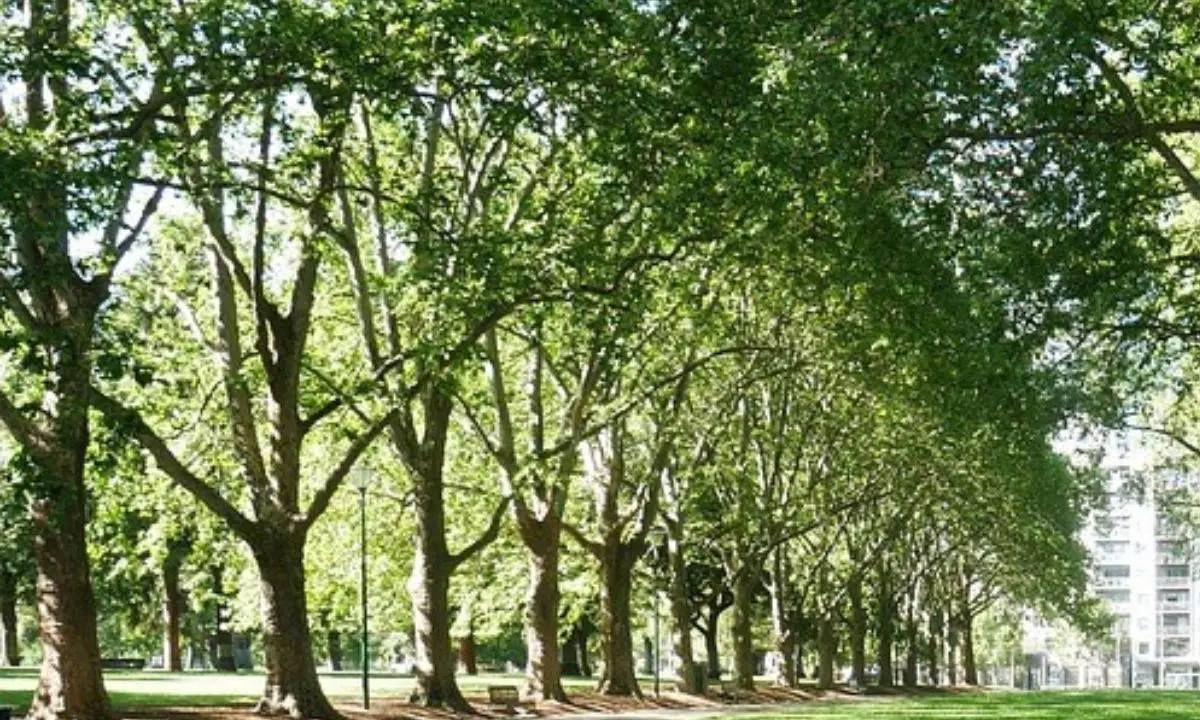 Cosenza, il Comune istituisce il Garante del verde
