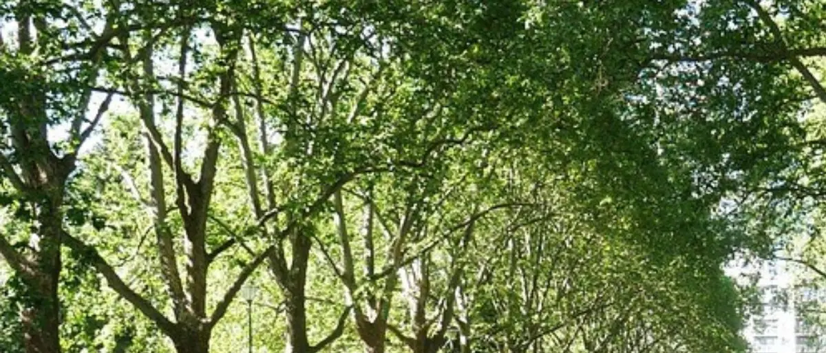 Cosenza, il Comune istituisce il Garante del verde