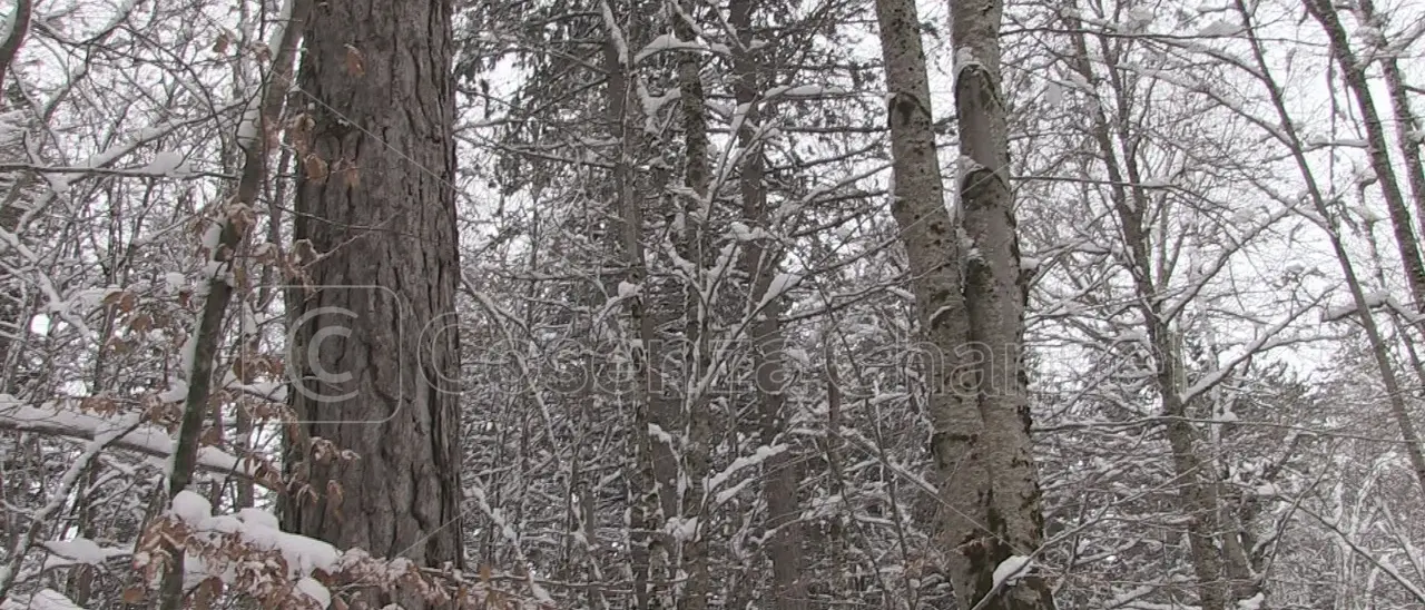 Meteo in Calabria, la Sila è imbiancata. Le previsioni per oggi