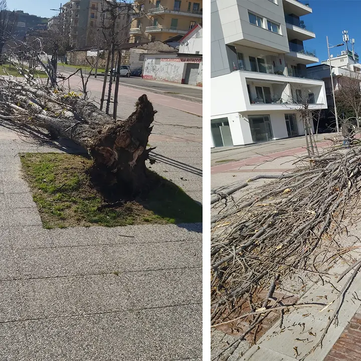 Via col vento, a Cosenza le raffiche sradicano un albero su viale Parco