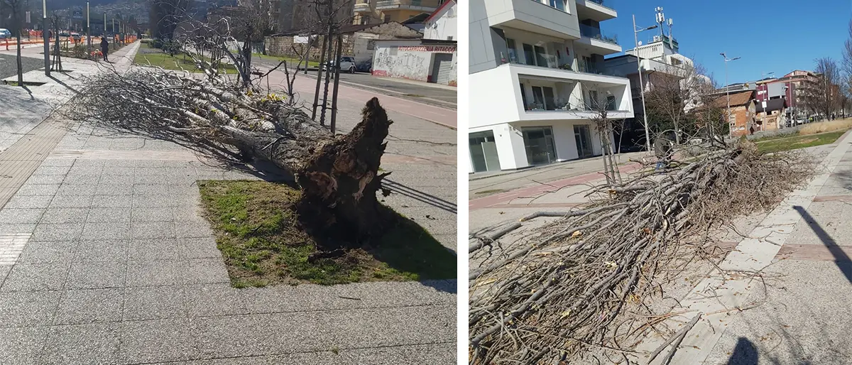 Via col vento, a Cosenza le raffiche sradicano un albero su viale Parco