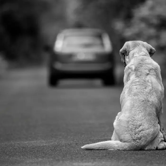Cane abbandonato a Roseto Capo Spulico, il fatto non è previsto dalla legge come reato