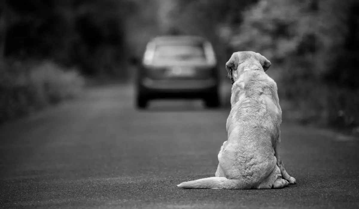 Cane abbandonato a Roseto Capo Spulico, il fatto non è previsto dalla legge come reato