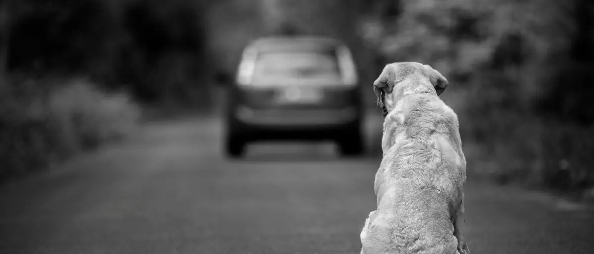 Cane abbandonato a Roseto Capo Spulico, il fatto non è previsto dalla legge come reato