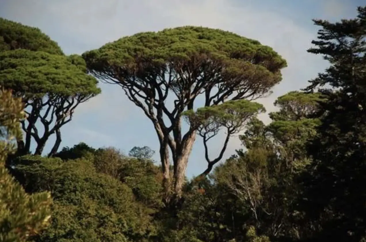 Rende, l'opposizione contro il taglio degli alberi \"pinus Pinea\": i cittadini insorgano